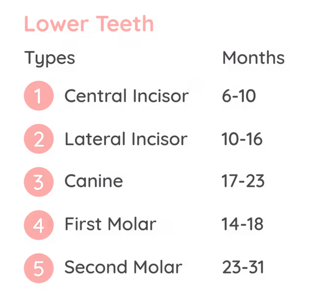 eka-kids-dentistry-baby-lower-teeth-timing